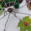 Всероссийский конкурс «Богата осень вдохновением»