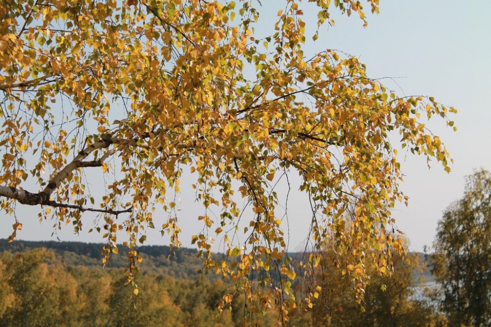 Всероссийский творческий конкурс «По земле шагает осень»